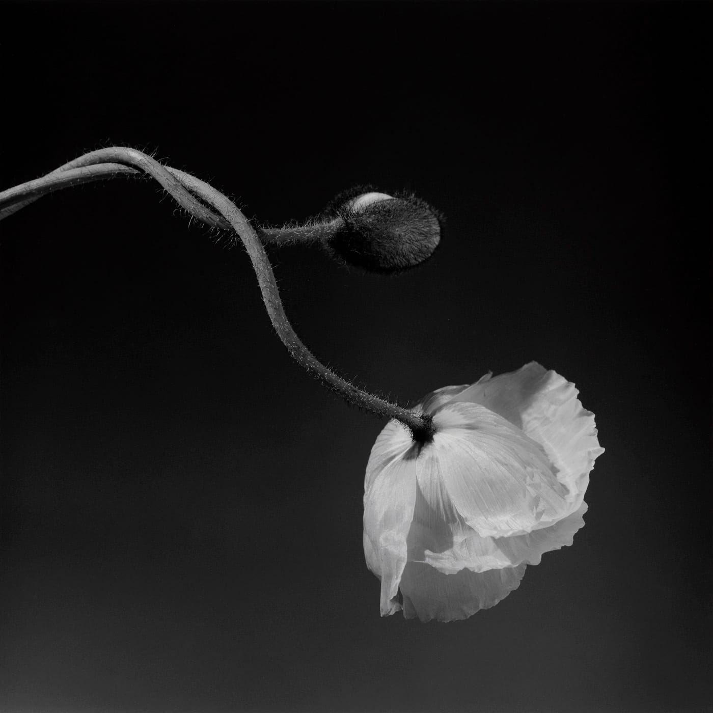 Poppy, 1988. Un pavot qui s’affaisse sur sa tige, sur le noir le plus dense qu’il sache faire.