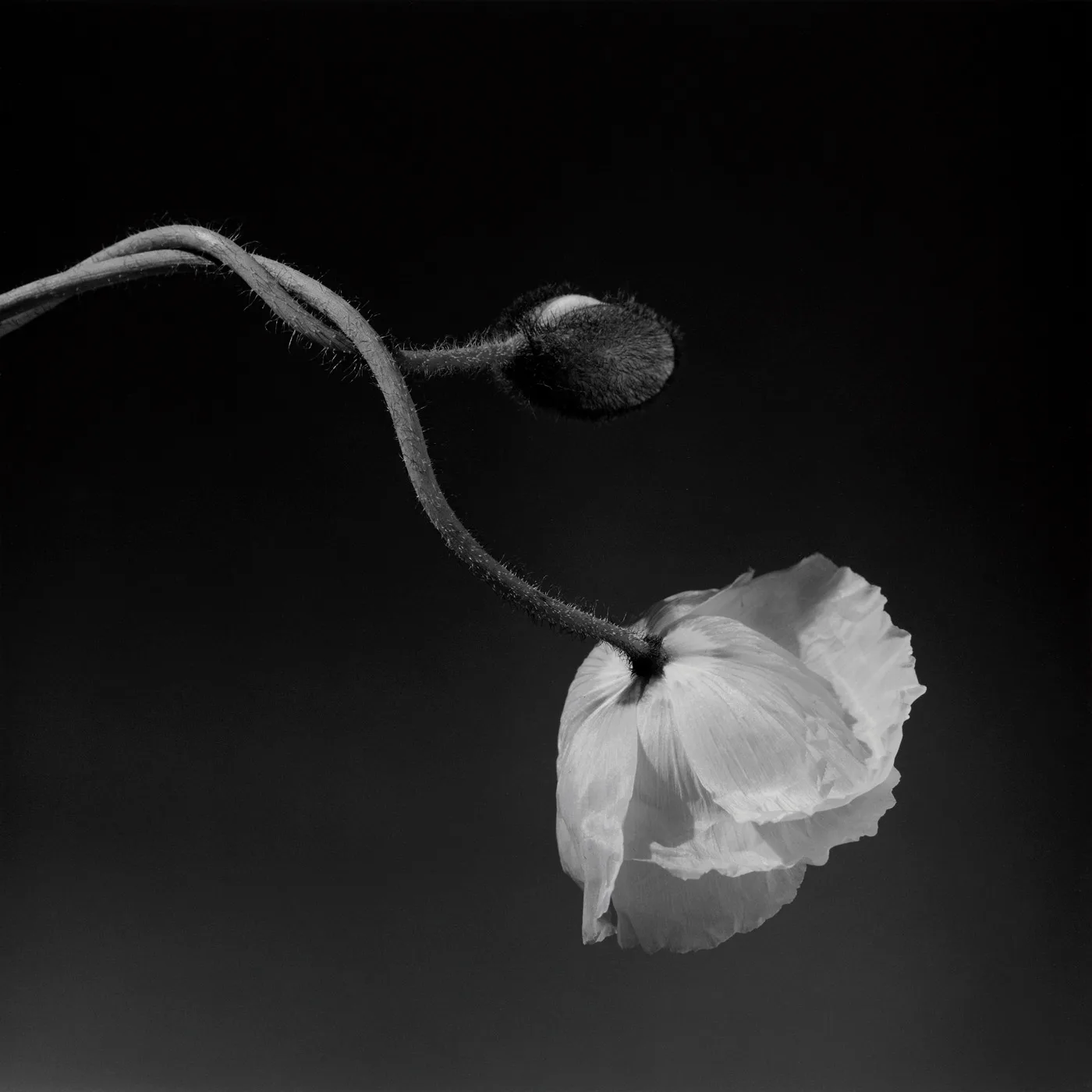Poppy, 1988. Un pavot qui s’affaisse sur sa tige, sur le noir le plus dense qu’il sache faire.