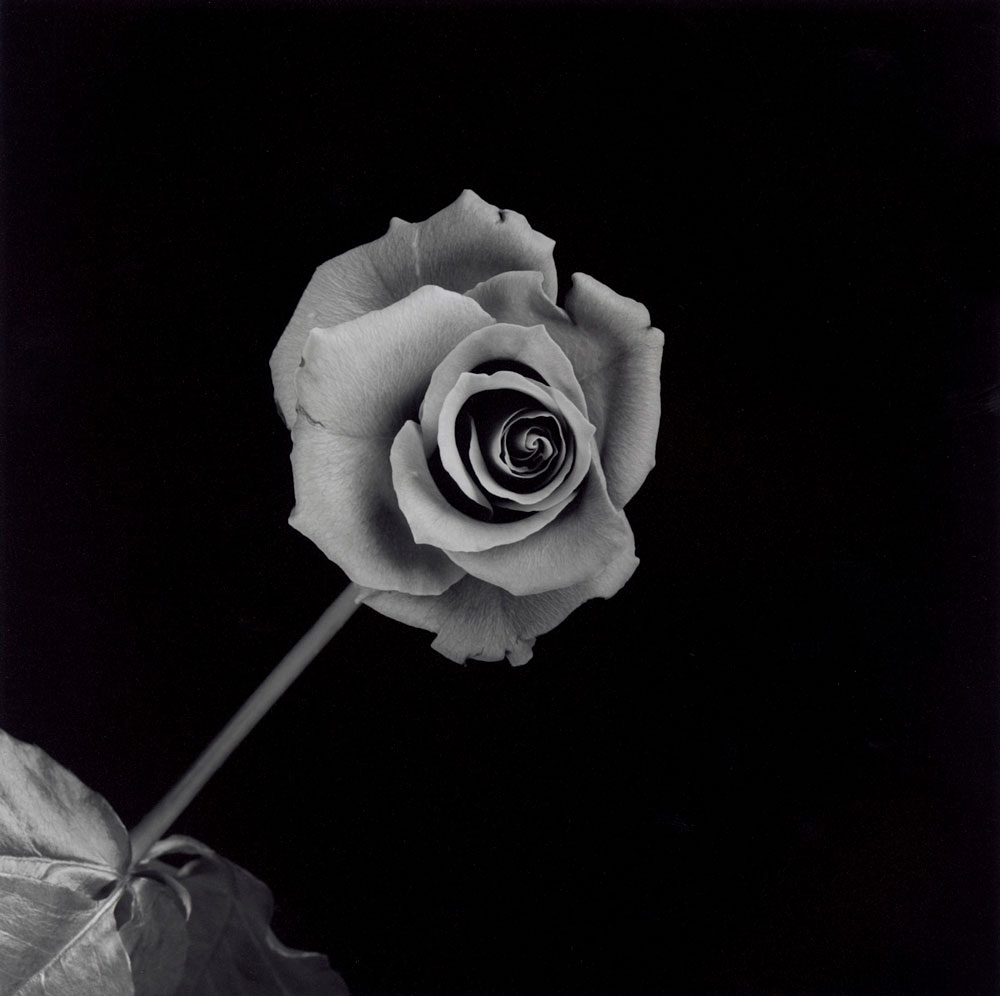 Rose, 1989. Une des dernières images : le noir derrière est le résultat de dix ans d’exigence en chambre noire, tenue par ses tireurs.