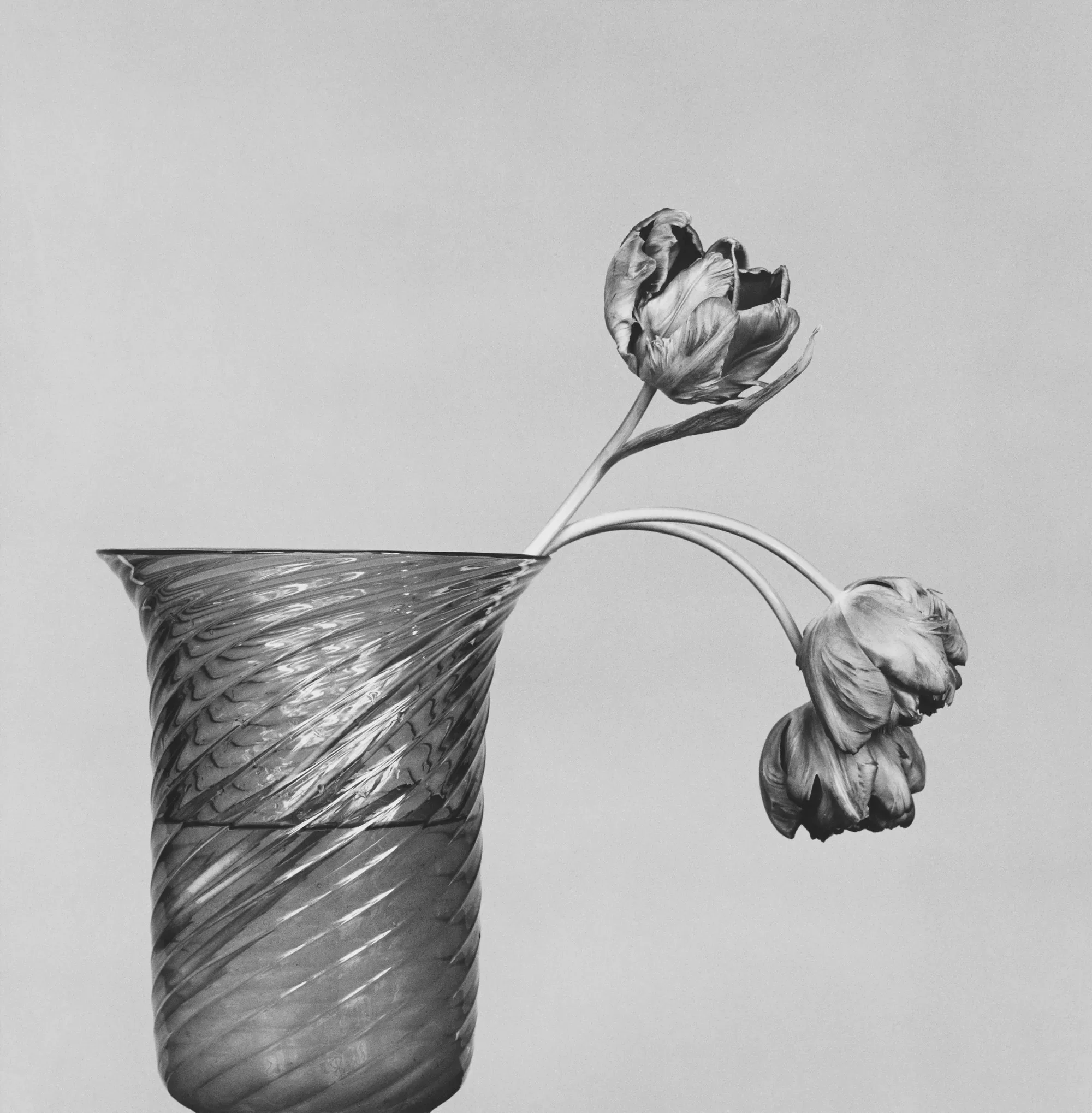 Tulip, 1982. Deux tiges qui retombent, comme un corps qui fléchit.