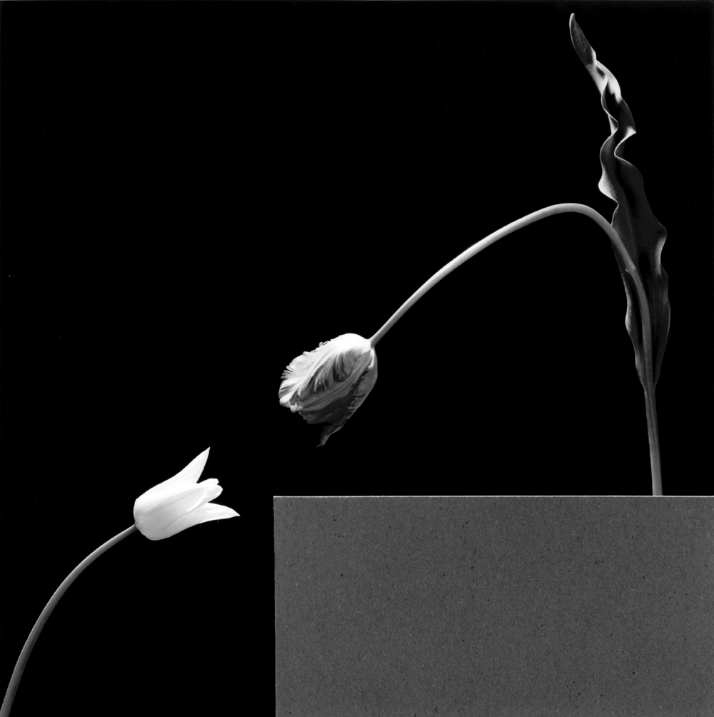 Two Tulips, 1984. Le même éclairage, le même fond, un autre sujet.