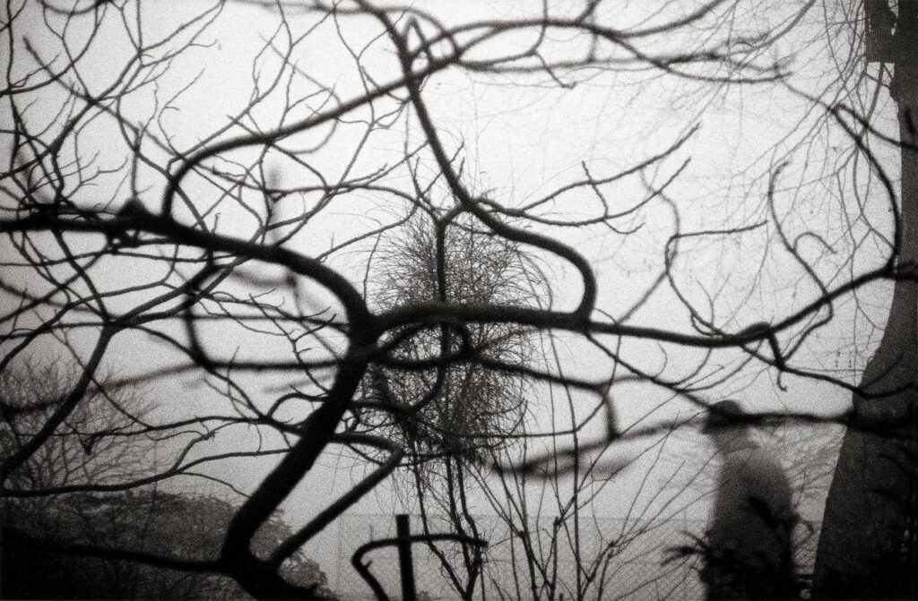 Sergio Larraín, arbres et passant à Londres, 1959