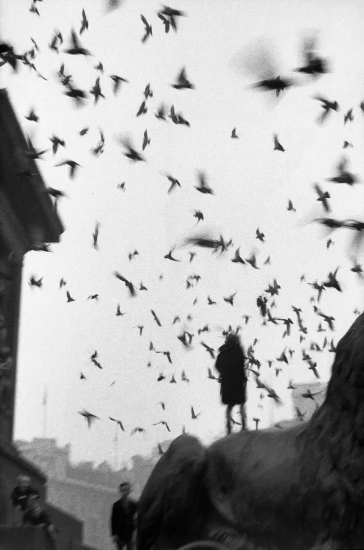 Sergio Larraín, envol d'oiseaux à Londres, 1959